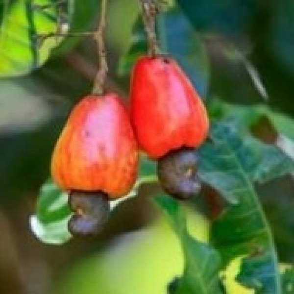 Kaju Plant - Anacardium Plant, Cashew